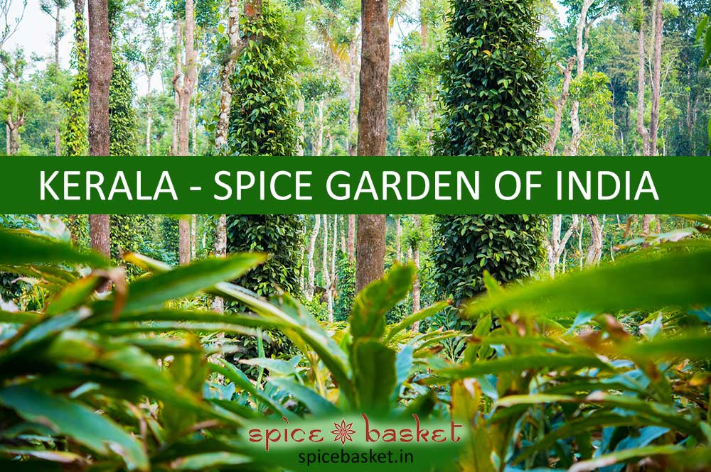 Kerala - spice garden of India