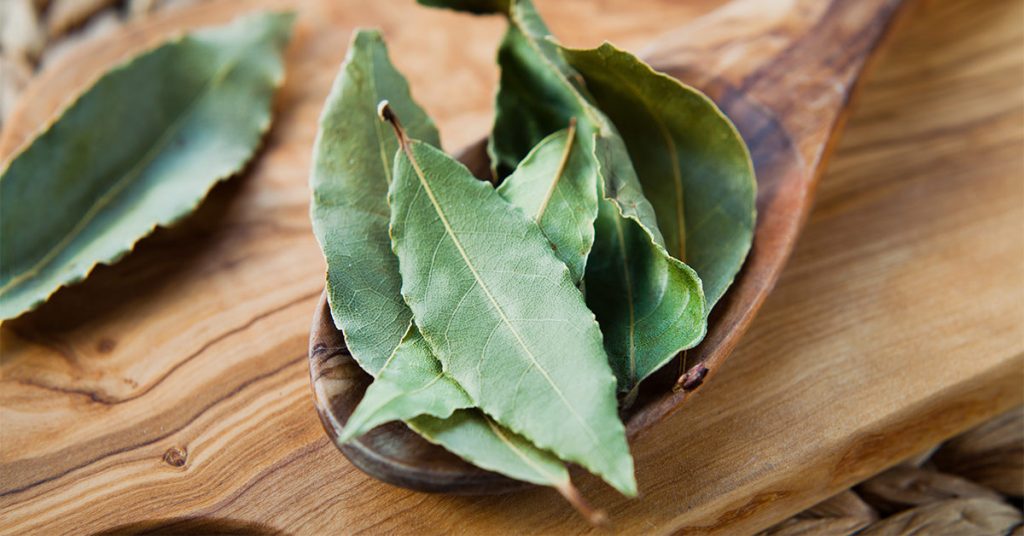 Bay leaf - essential Indian Spice